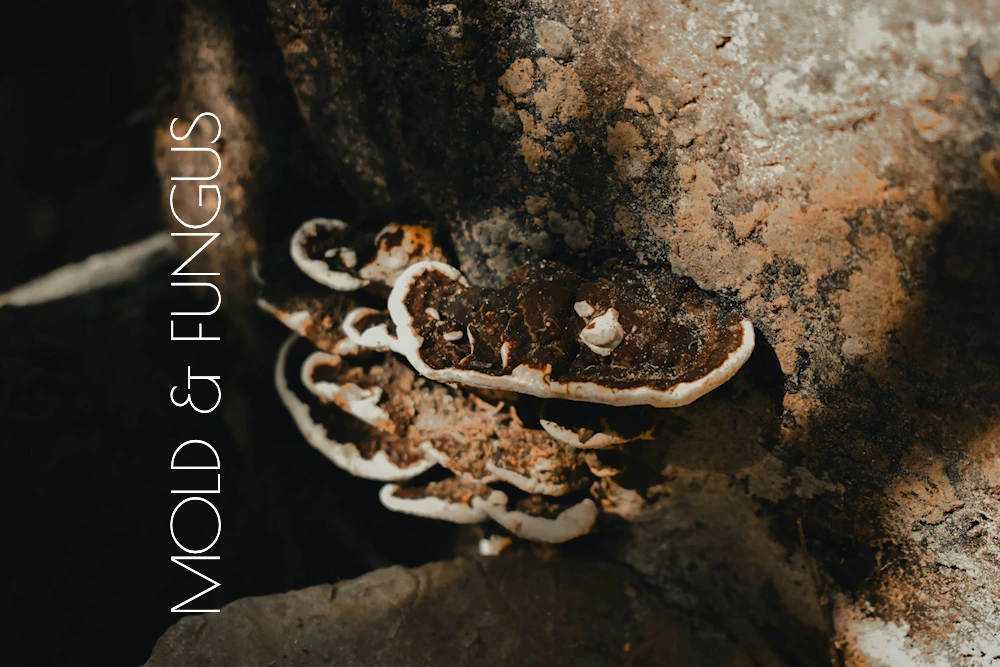 photo-of-mold-and-fungus